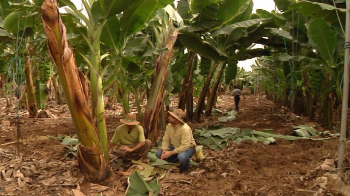 Aquí la Tierra - Lo que no sabías sobre el plátano