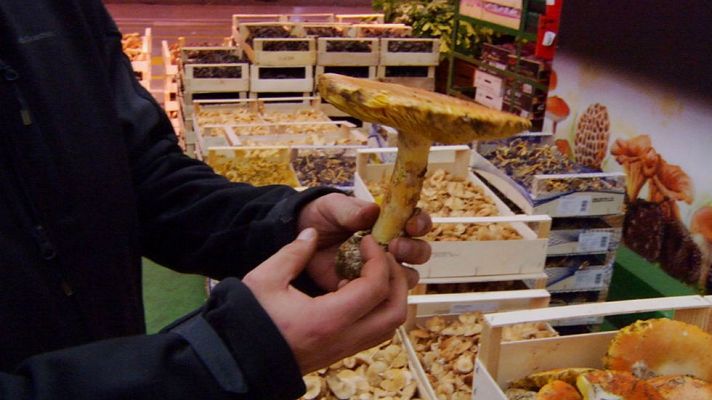 Aquí la Tierra - Todas las setas del mercado