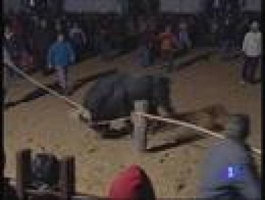  - Polémico toro embolado