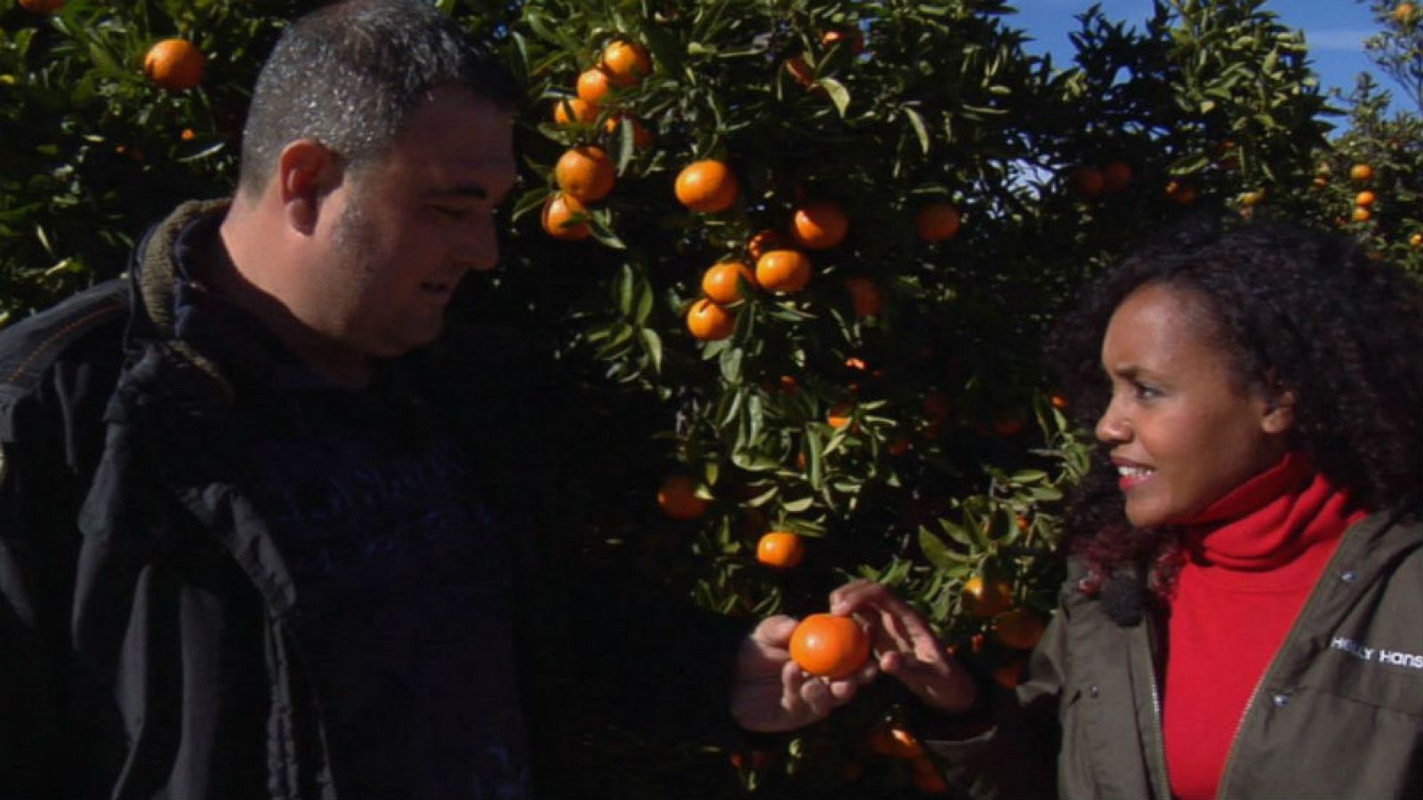 Entre clemenvillas y naranjas