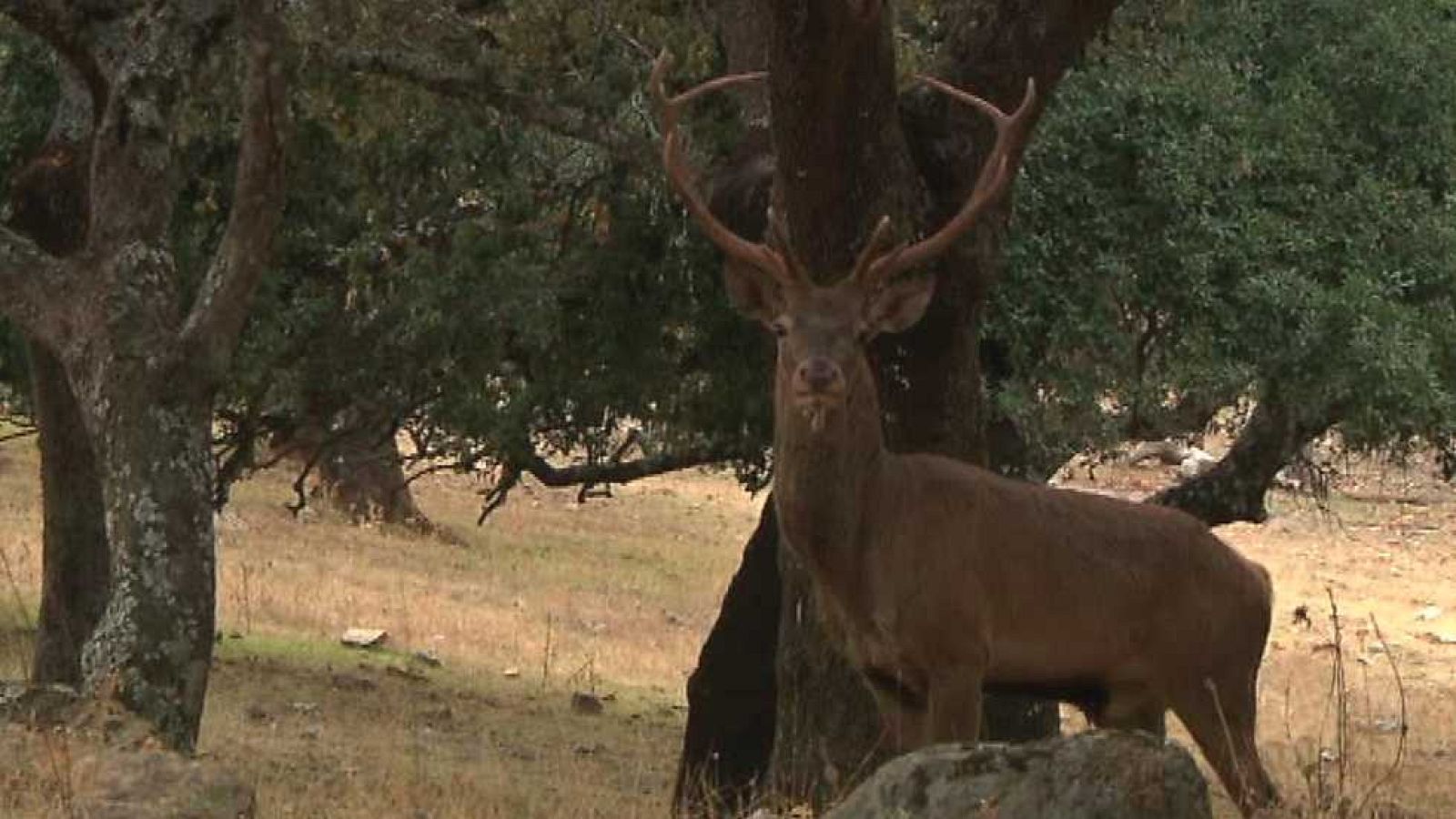 Jara y sedal - Lecciones de campo - ver ahora