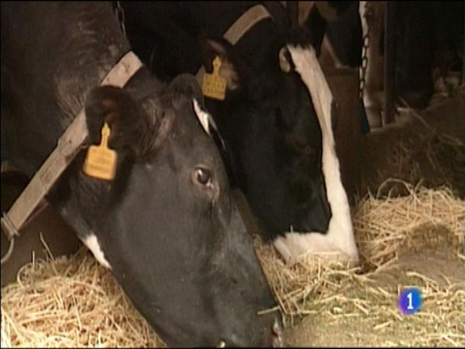  Hoy comienza oficialmente la campaña de saneamiento ganadero correspondiente al nuevo año. Campaña marcada por la polémica porque, de los sesenta veterinarios que venían ocupándose de dicha campaña en años precedentes, han sido despedidos dieciocho.  Doscientos ochenta y dos hosteleros ovetenses no han renovado la licencia de sus terrazas al no querer o no poder adaptarse a las nuevas normas municipales que regulan esas instalaciones. El sector está dispuesto a ir a un cierre patronal por las pérdidas económicas y de puestos de trabajo que atribuyen a tal regulación.