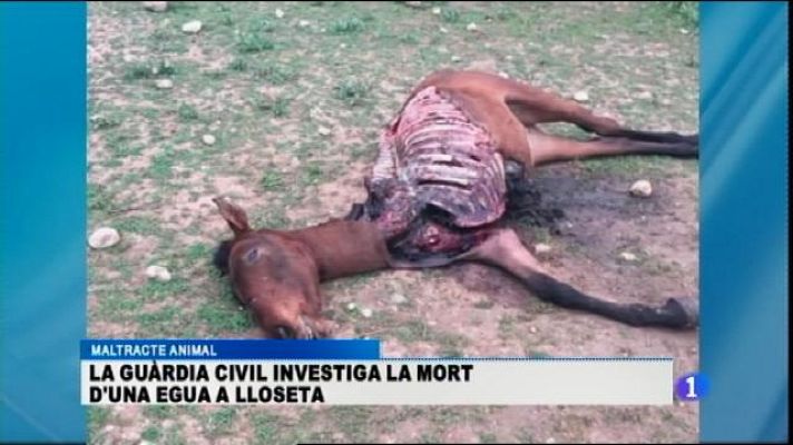 Informatiu Balear - La guàrdia civil investiga la mort d'una egua d'una finca de Lloseta.