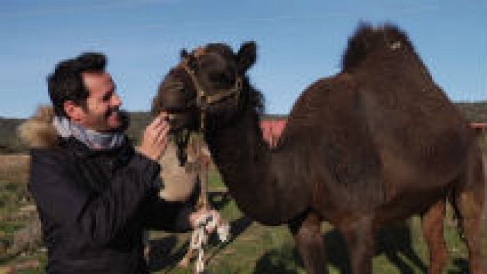 ¿Camello o dromedario?