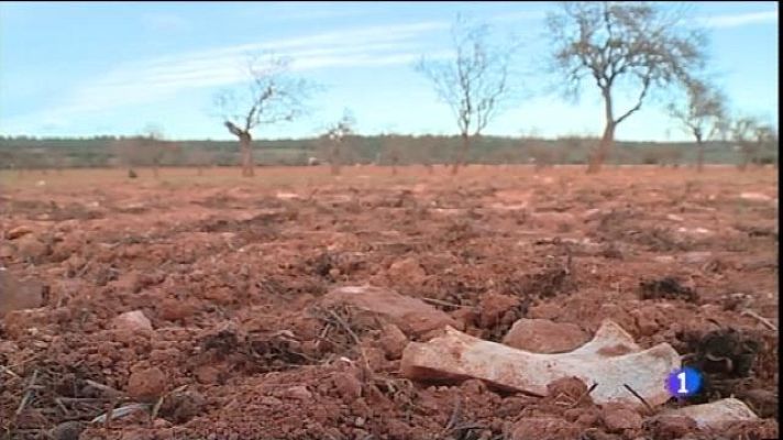 Informatiu Balear - Alarma al camp balear per la sequera
