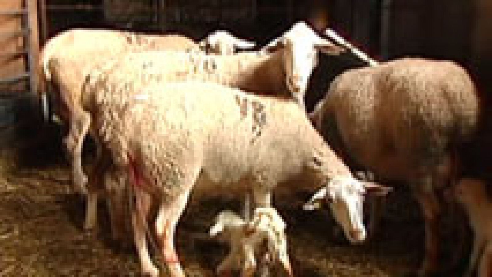 España Directo: Los pastores de Manzanera se niegan a desaparecer  | RTVE Play