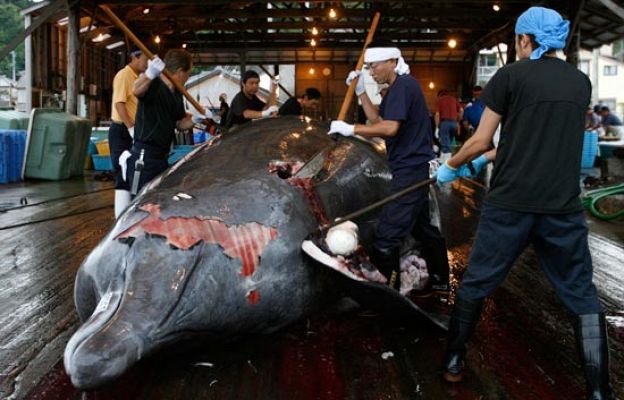 Japón retoma la caza de ballenas