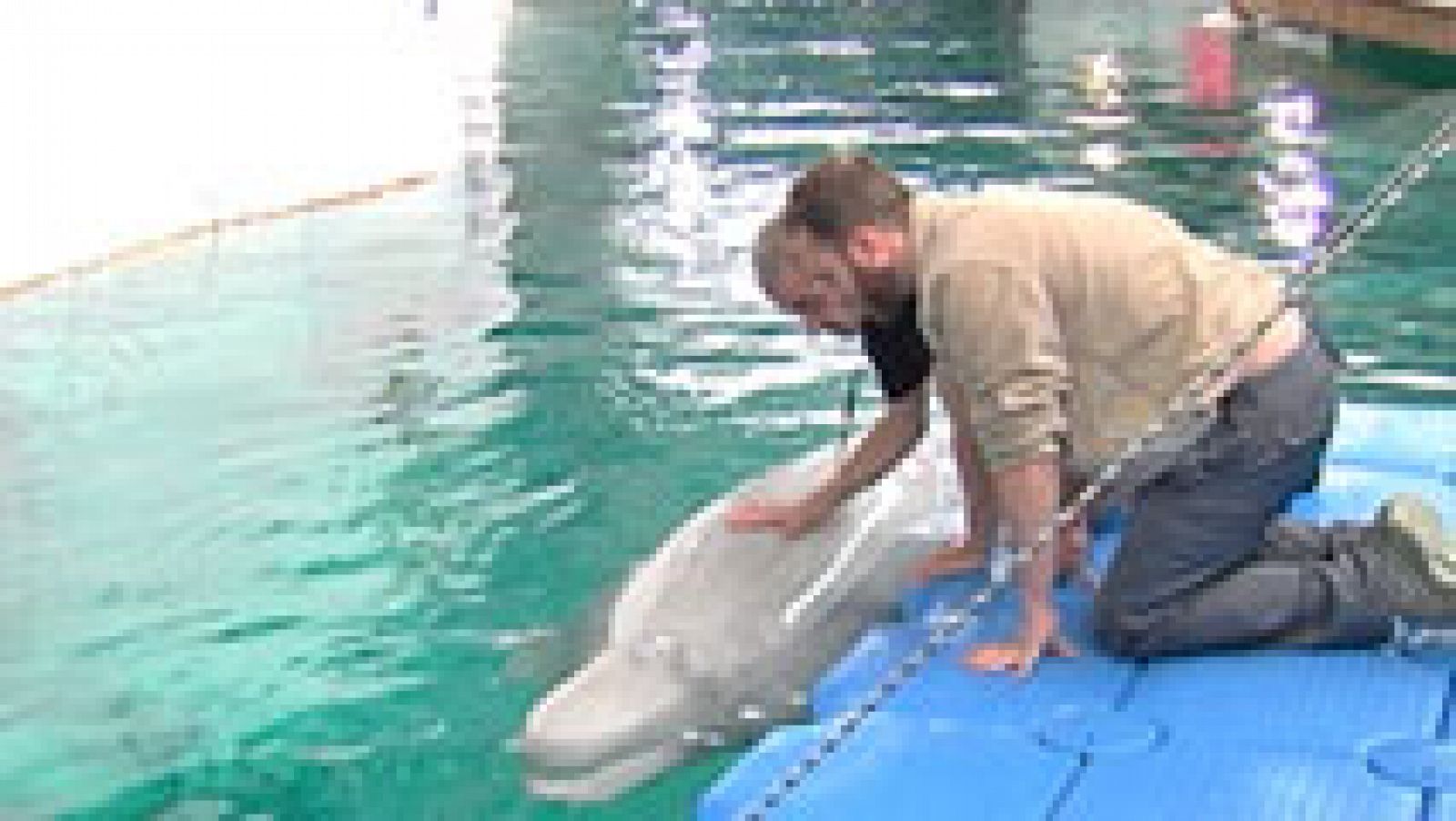 España Directo: Entrenador de delfines por un día  | RTVE Play