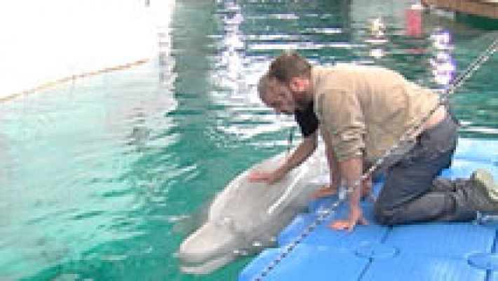 Entrenador de delfines por un día 