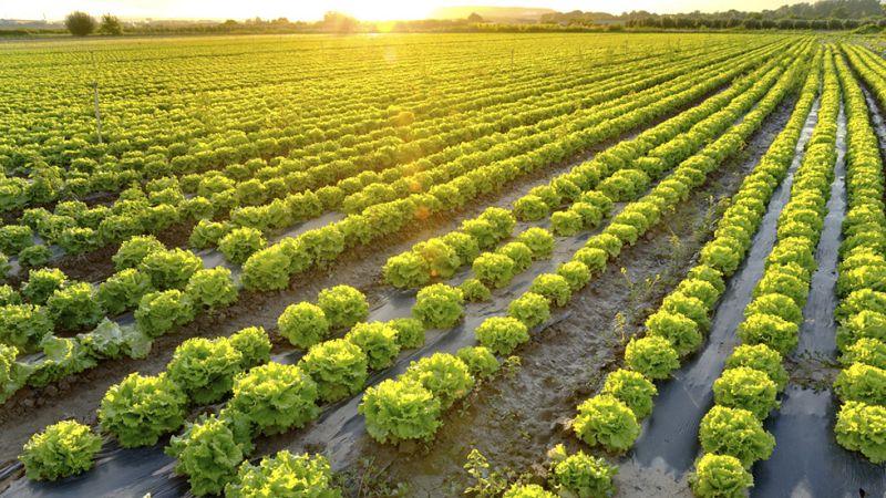 Las cosechas de hortalizas se adelantan por el calor
