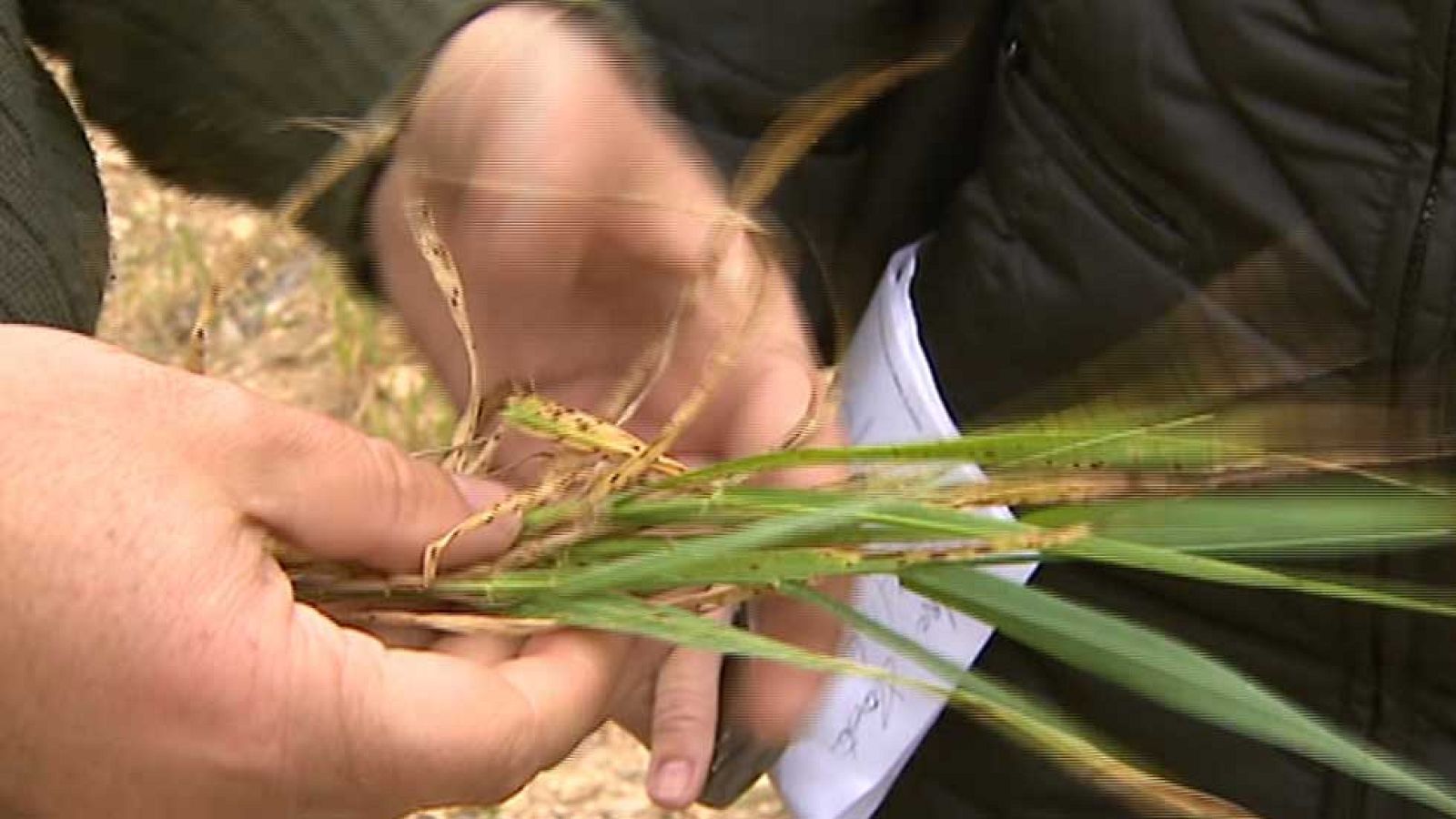 Las altas temperaturas están dejando graves consecuencias en el campo