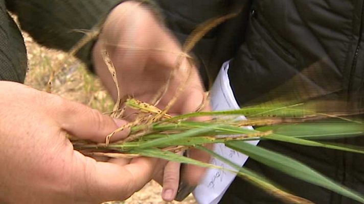 Telediario 1 - Las altas temperaturas están dejando graves consecuencias en el campo
