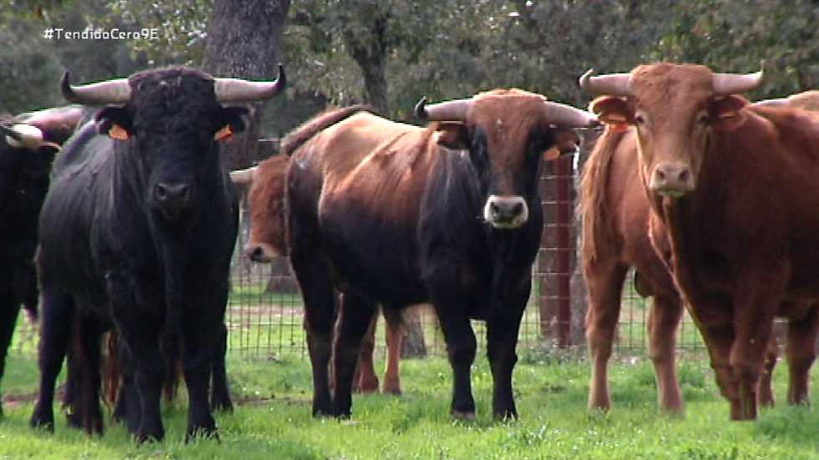 Tendido Cero - 09/01/16 - Ver ahora