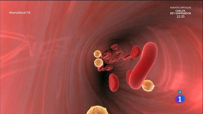 La mañana - Arterias grandes y pequeñas