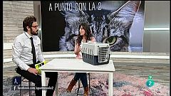 A punto con La 2 - Animales en casa: adoptar un gato