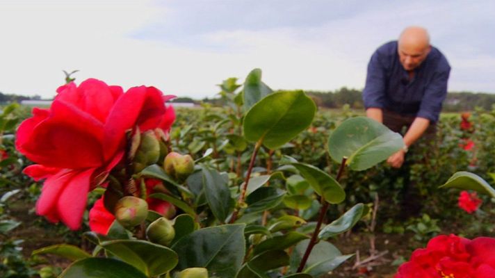 Aquí la Tierra - ¿De dónde sale el té?