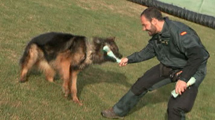 España Directo - Así entrenan los perros policías