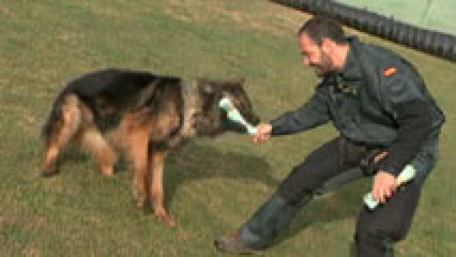 Así entrenan los perros policías