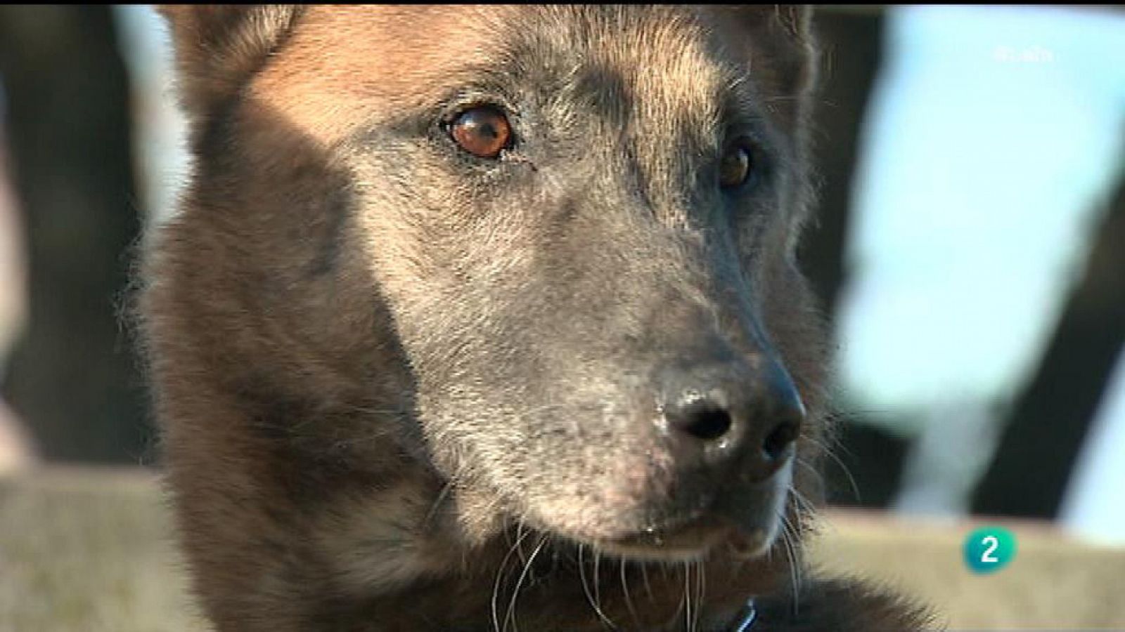 La 2 Noticias - Héroes de cuatro patas buscan hogar tras la jubilación