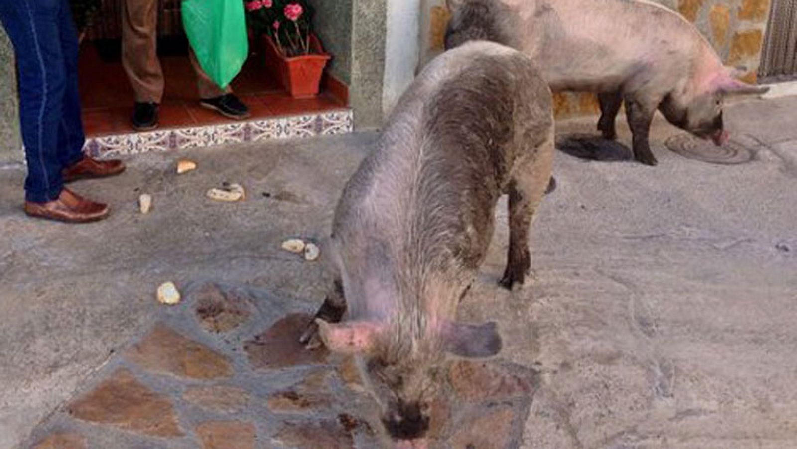 Los marranillos de San Antón, a sorteo