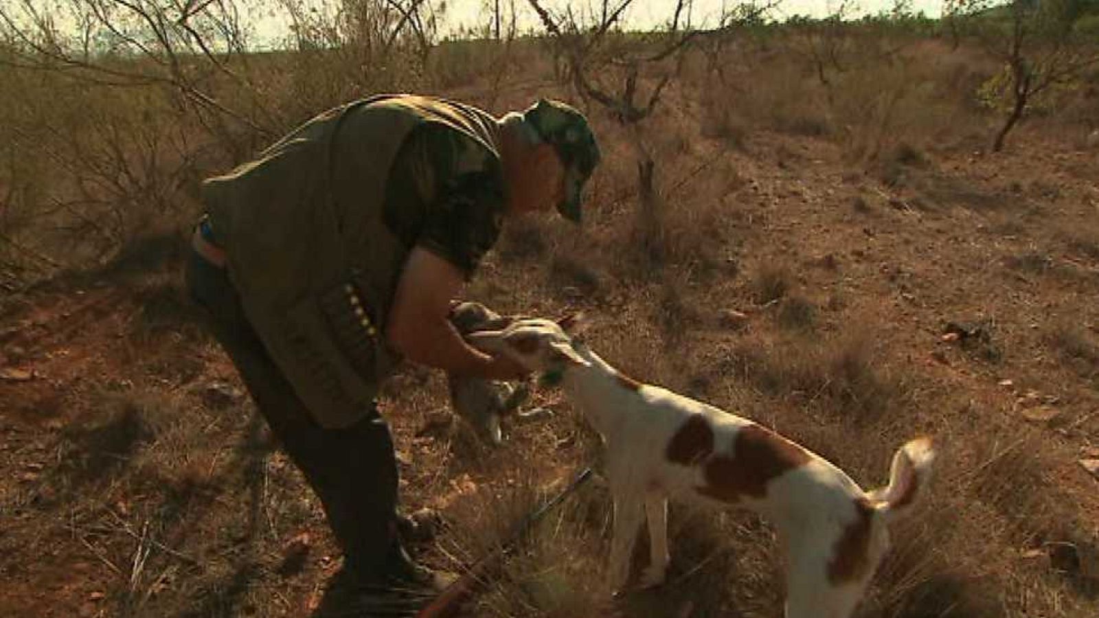 Jara y sedal - Descaste de conejo en Murcia - ver ahora