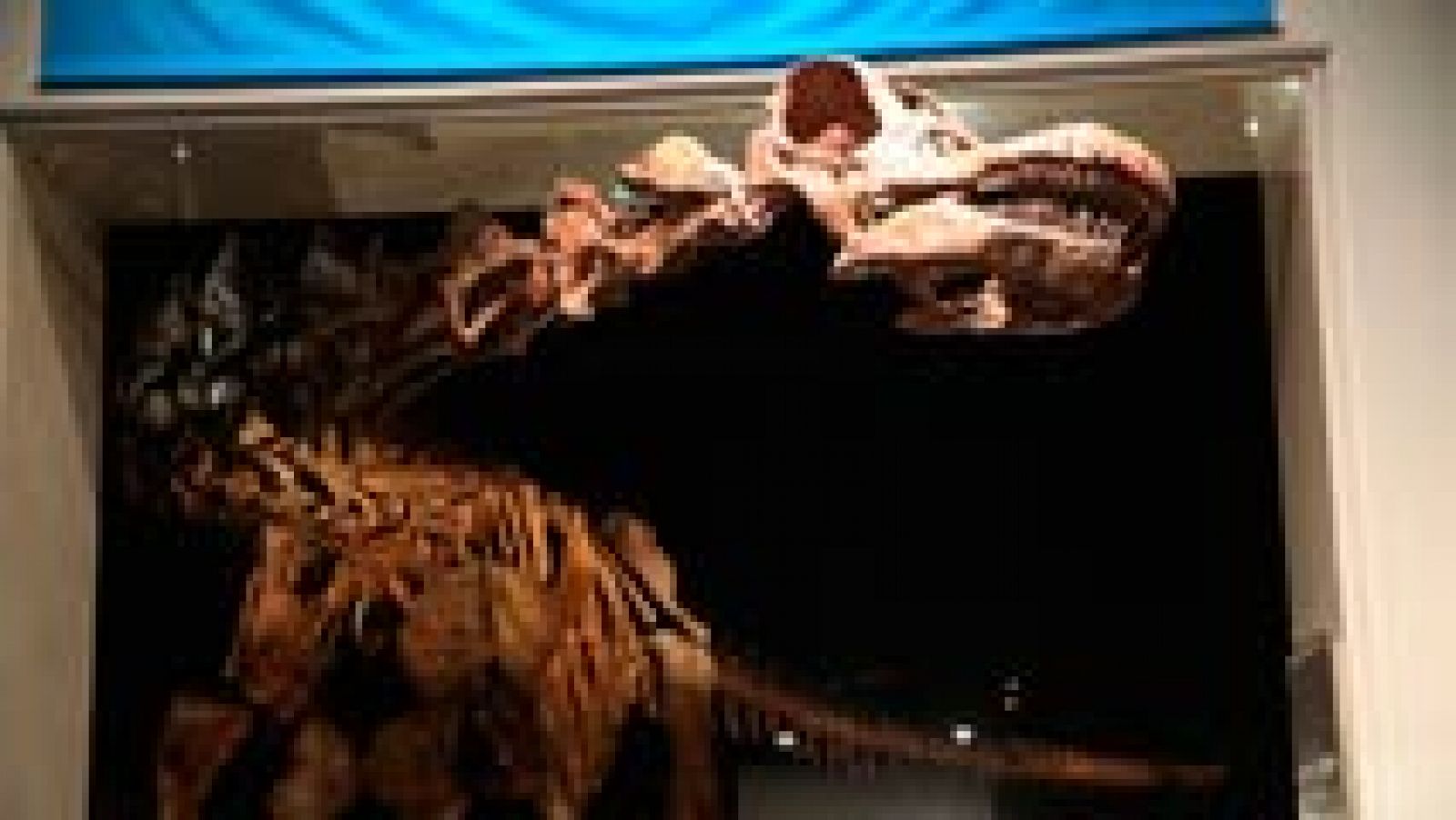 Nueva York muestra uno de los mayores dinosaurios jamás descubiertos
