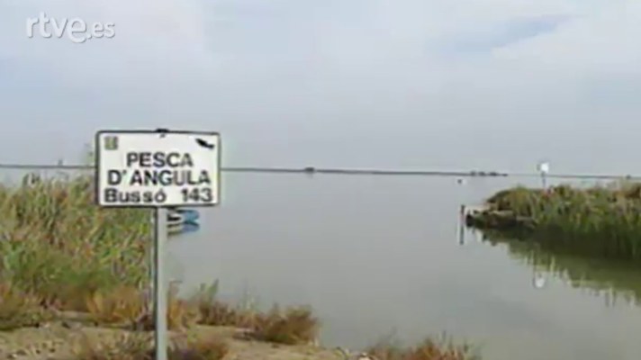 El escarabajo verde - El delta del Ebro y el nacimiento del Palancia