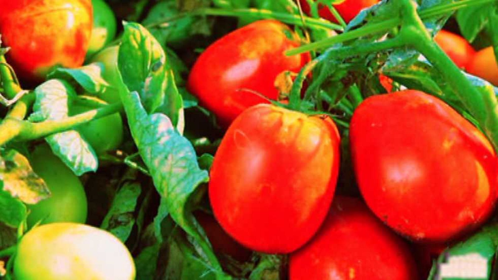 Fabriclan - Tomate frito - Fabriclan | Ver