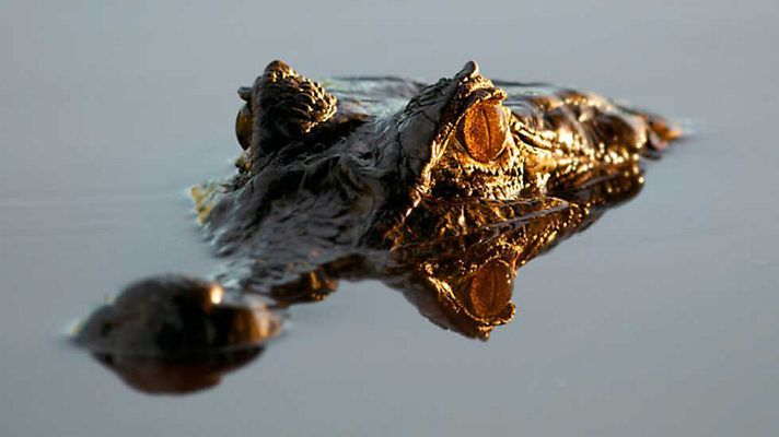 Grandes documentales - Brasil Salvaje: Frente al diluvio