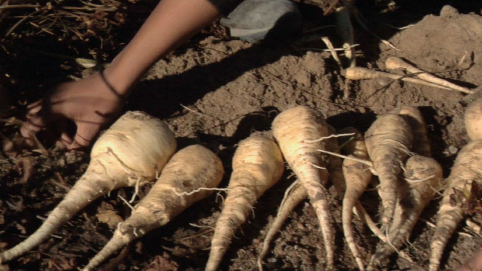 ¿Qué fue antes de la patata?