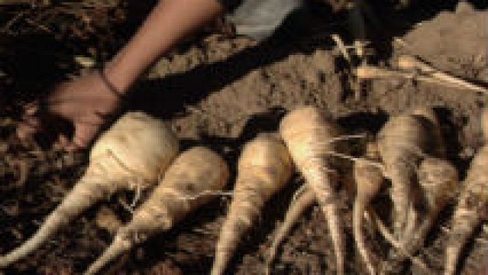 Aquí la Tierra - ¿Qué fue antes de la patata?