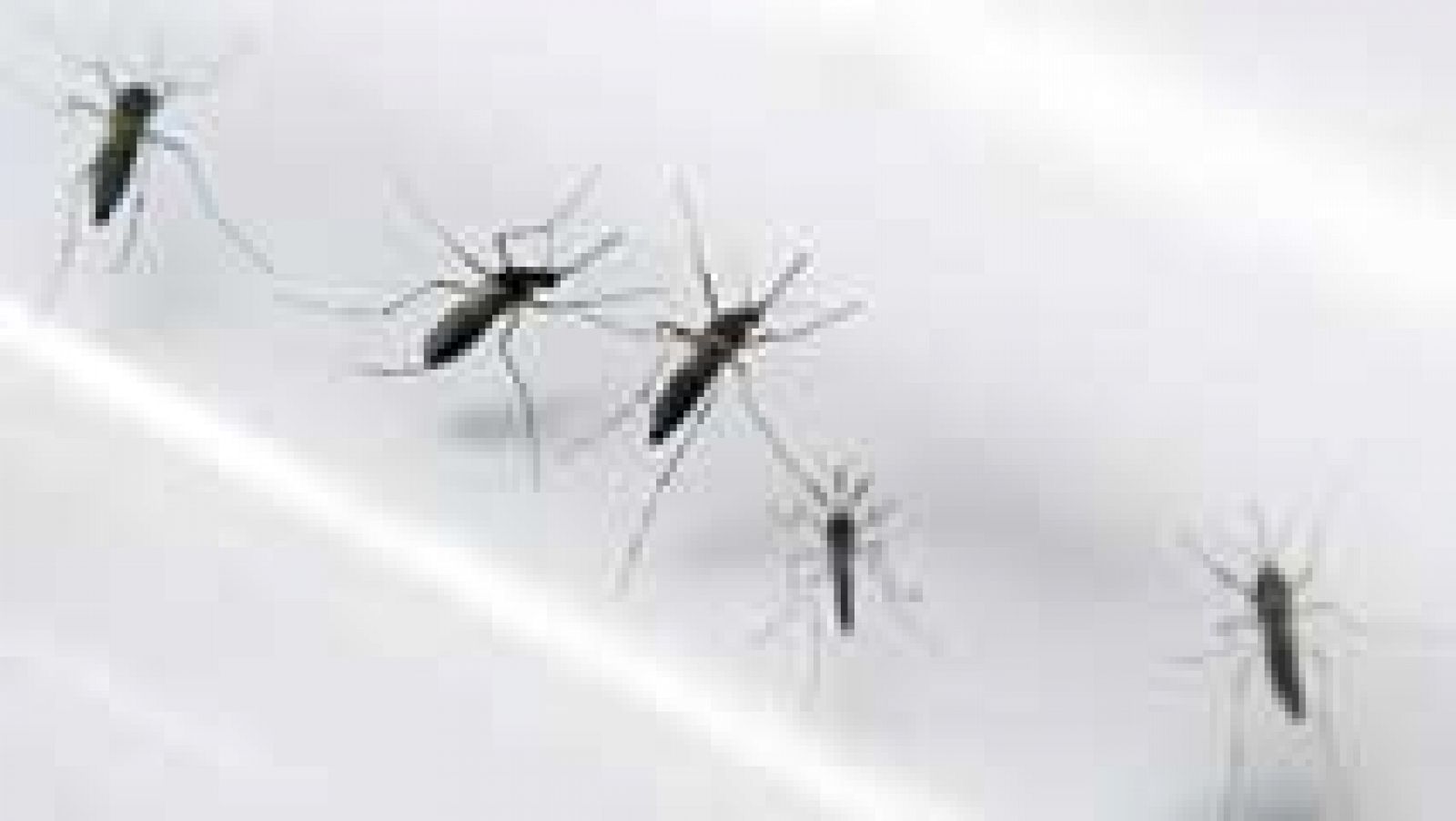Telediario 1: Al menos 14 países americanos están ya afectados por la presencia del virus 'zika' | RTVE Play