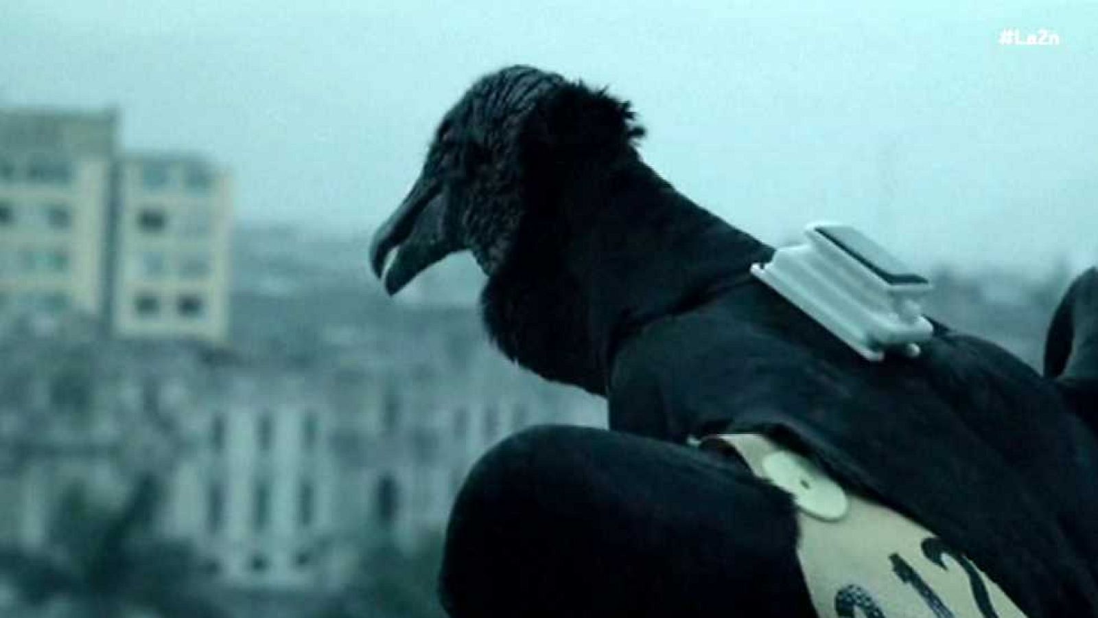 La 2 Noticias - 21/01/16 - Ver ahora