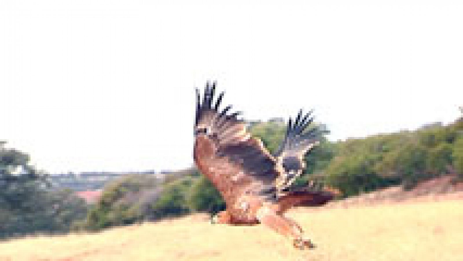 Telediario 1: Un GPS que monitoriza la actividad de las águilas podría solucionar su alta mortandad por envenenamiento | RTVE Play