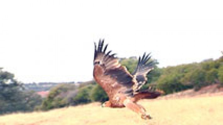 Un GPS que monitoriza la actividad de las águilas podría solucionar su alta mortandad por envenenamiento