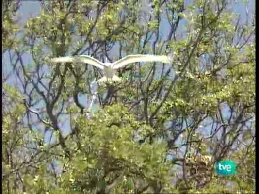 Tuamotu: pájaros y peces