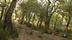 Recuperen poblacions d'algues en perill d'extinció a Blanes