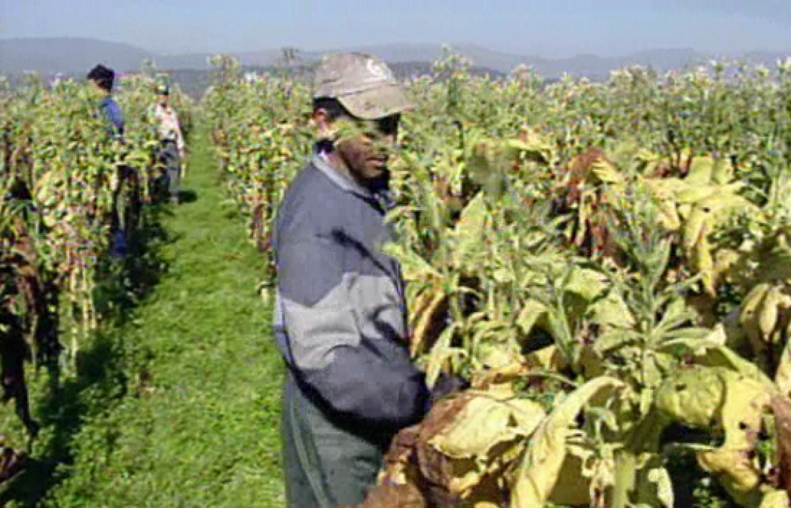 Noticias de Extremadura: Productores de tabaco  | RTVE Play