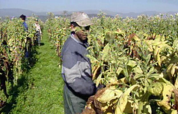 Productores de tabaco 