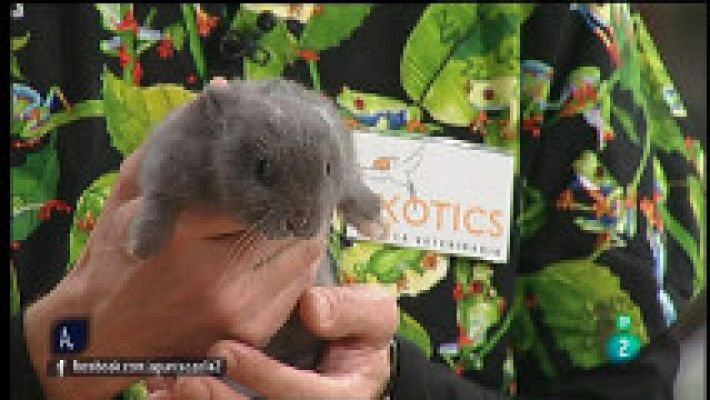 A punto con La 2 - Tener un conejo en casa