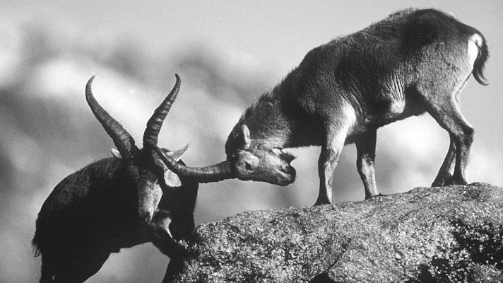 El planeta azul - Cabras montesas