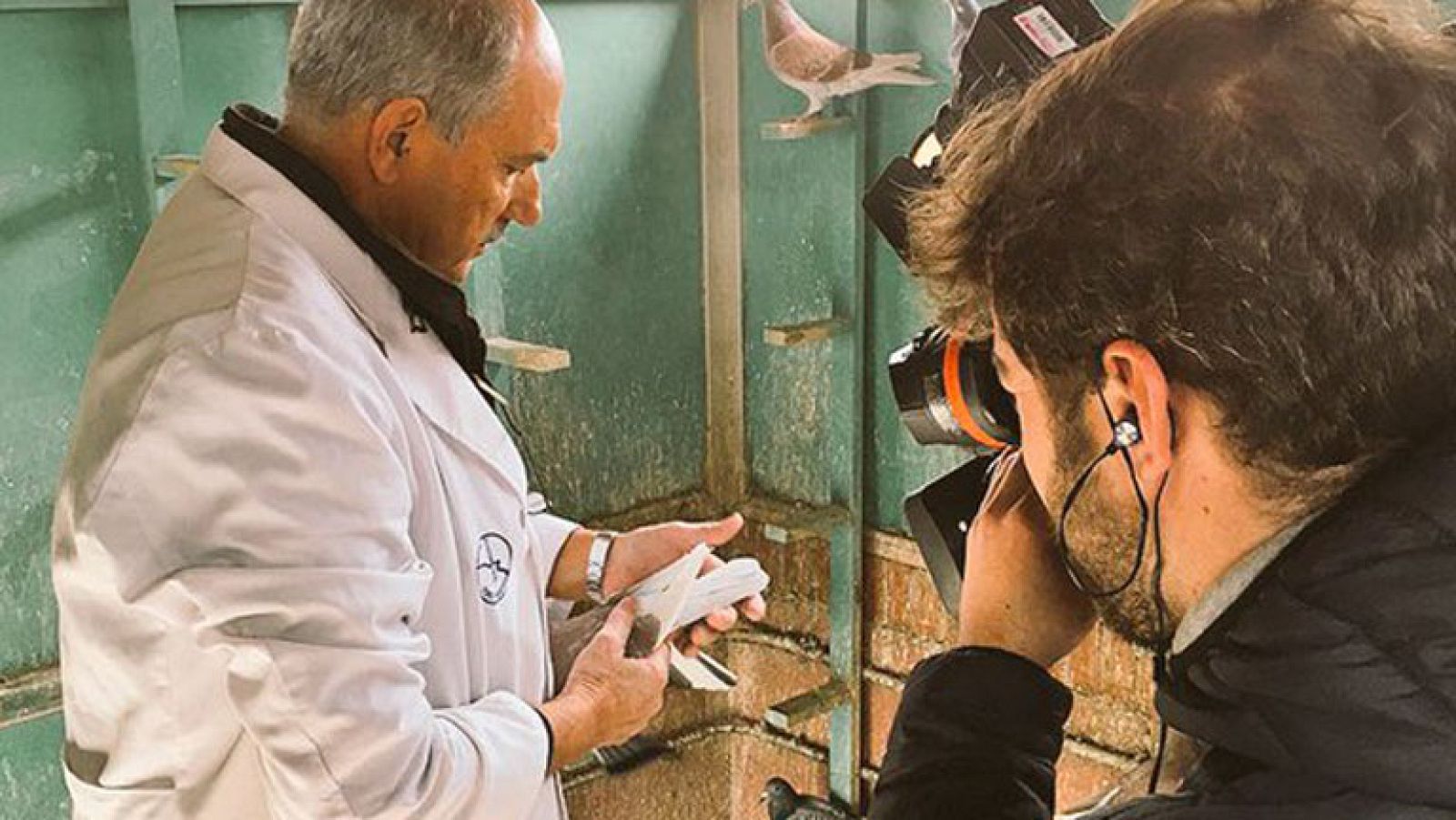 ¿Qué es la colombofilia?