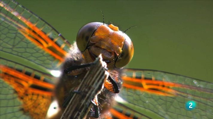 Animalades - Terres humides