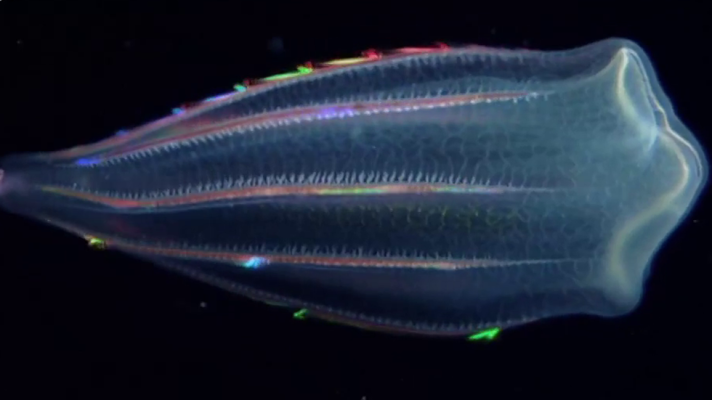 Grandes documentales - Avance 'Criaturas de la Luz'