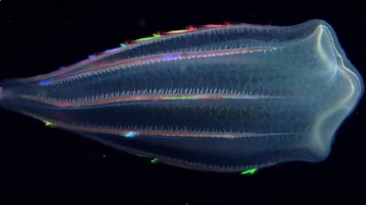 Grandes documentales - Avance 'Criaturas de la Luz'