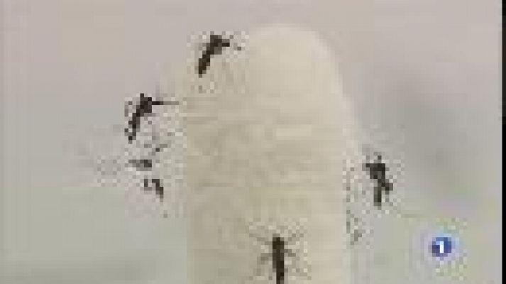 Informatiu Balear - Acció conjunta contra el virus zika