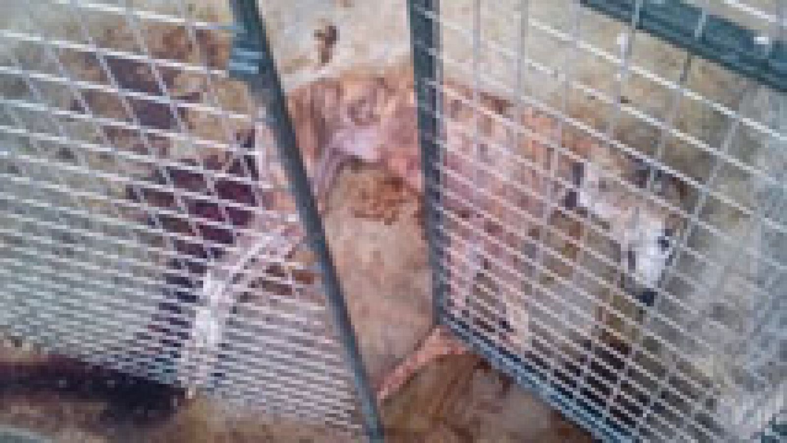 La Guardia Civil investiga el asalto a un refugio canino en Sevilla