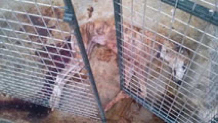 Telediario 1 - La Guardia Civil investiga el asalto a un refugio canino