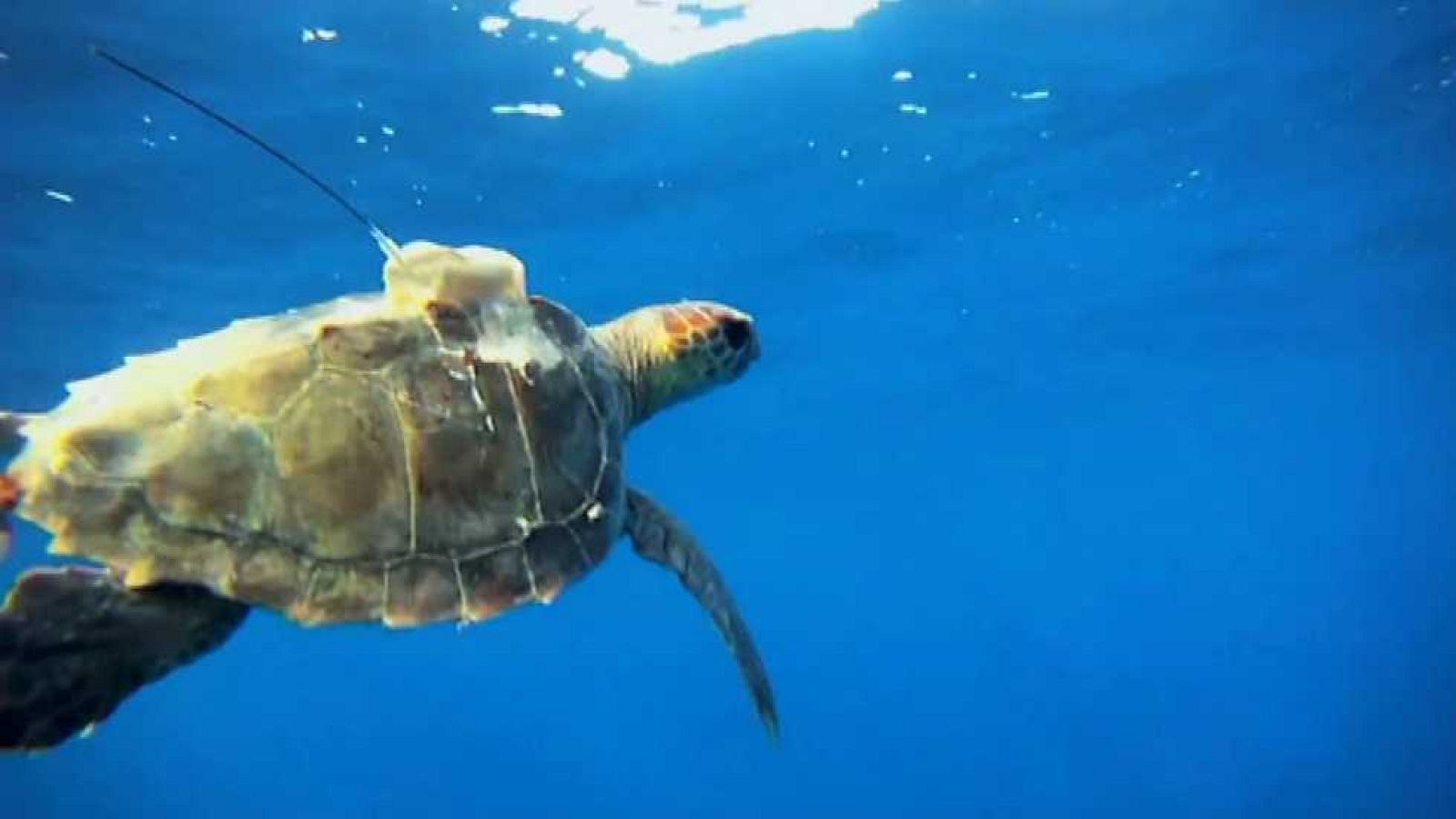 La aventura del saber - 01/02/16 - ver ahora