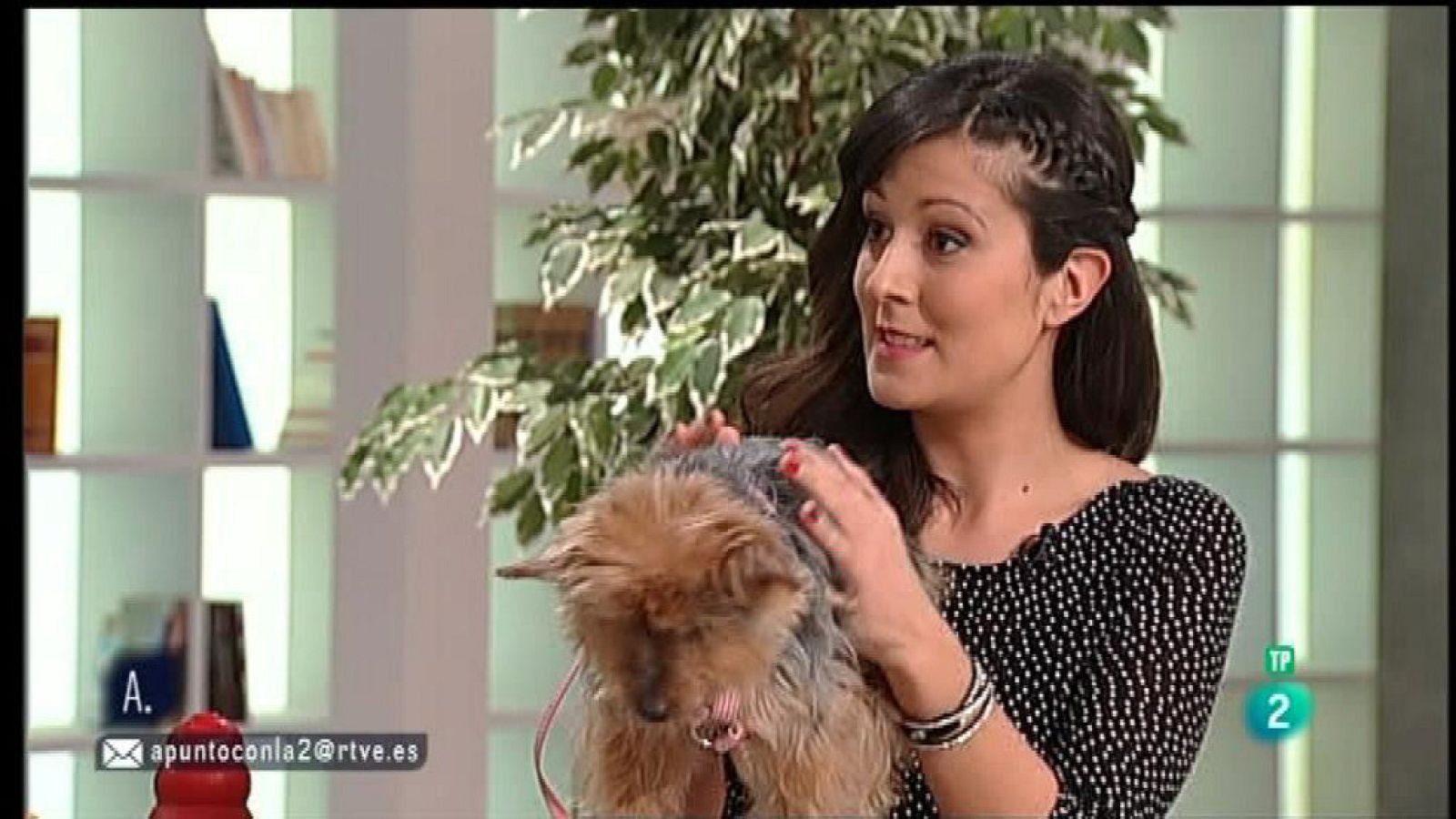 A punto con La 2 - Animales en casa: ¿Pueden padecer Alzheimer los perros?